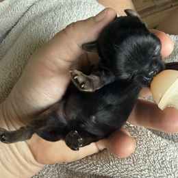 Boy 3 - Red male Brussels Griffon puppy in Brooks, Georgia from Brooks Berner Bears & Brussels Griffons