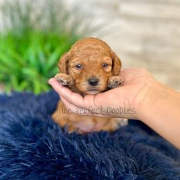 Purple Collar - Apricot female Cavapoo puppy in St George, Utah from Picture Perfect Doodles