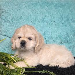 Taco - Buff and white male Cocker Spaniel puppy in Greers Ferry, Arkansas from Lake Area Cuddly Cockers