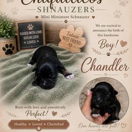 Chandler - Black male Miniature Schnauzer puppy in Miami, Florida from Chiquiticos Shnauzers