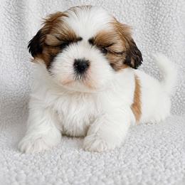 AKC Red & White Parti Male - Red and white male Shih Tzu puppy in Las Vegas, Nevada from Beirin Breige Shih Tzus