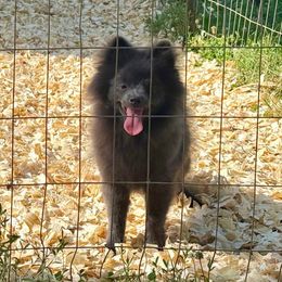 Rose - Blue female Pomeranian puppy in Stroud, Oklahoma from Laik’s Little Shihtz & Poms