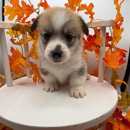 Gray Collar - Red male Pembroke Welsh Corgi puppy in Abingdon, Virginia from Em-K Kennels