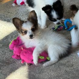 Laken's white and red sable girl - White and sable female Papillon puppy in Shirley, Arkansas from Lucky Pups
