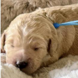 Goldendoodles from Haynes F1b Golden Puppies