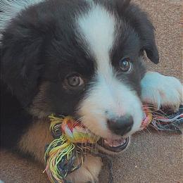 Skye - Black tri female Toy Australian Shepherd puppy in Bethany, Oklahoma from Donna's Toy & Mini Aussies