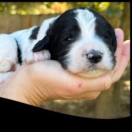 Sifter - Parti male Goldendoodle puppy in Angier, North Carolina from A Breed Above Kennels