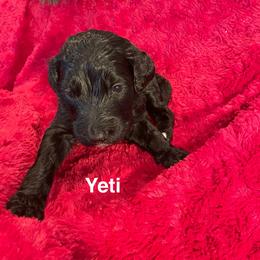 Yeti - Chocolate male Goldendoodle puppy in St Johns, Florida from Nini's Poodles and Doodles of St. Johns Co.