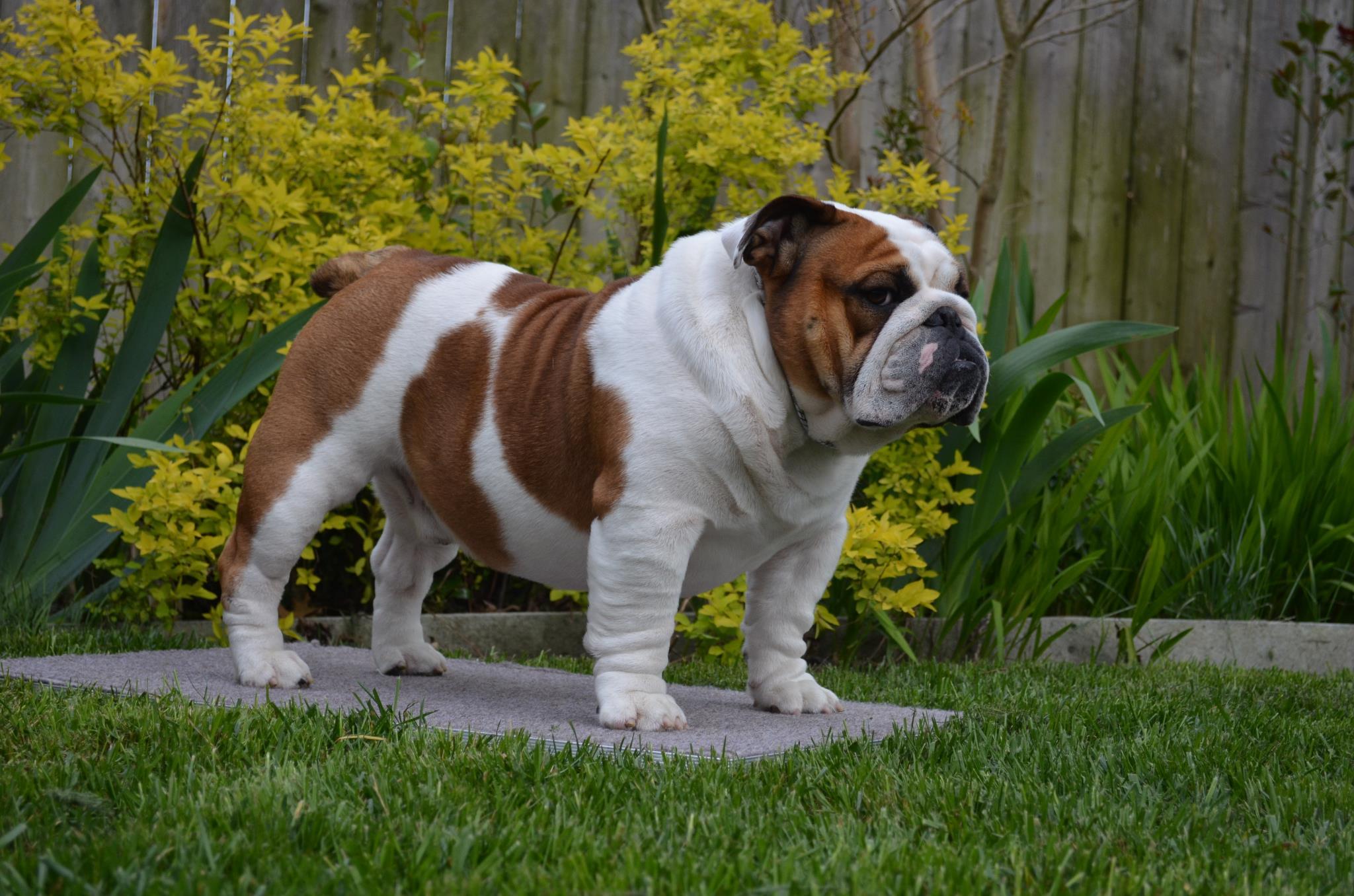 Boudica's Bulldogs in Colorado | Bulldog puppies | Good Dog