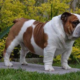 Bulldogs from Boudica’s Bulldogs