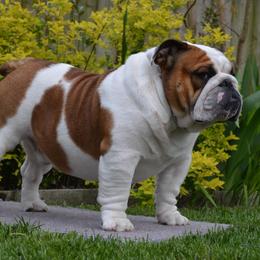 Bulldogs from Boudica’s Bulldogs