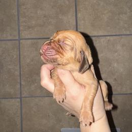 Teal girl - Red female Bloodhound puppy in Conway, Missouri from Ozark Mountain Kennel