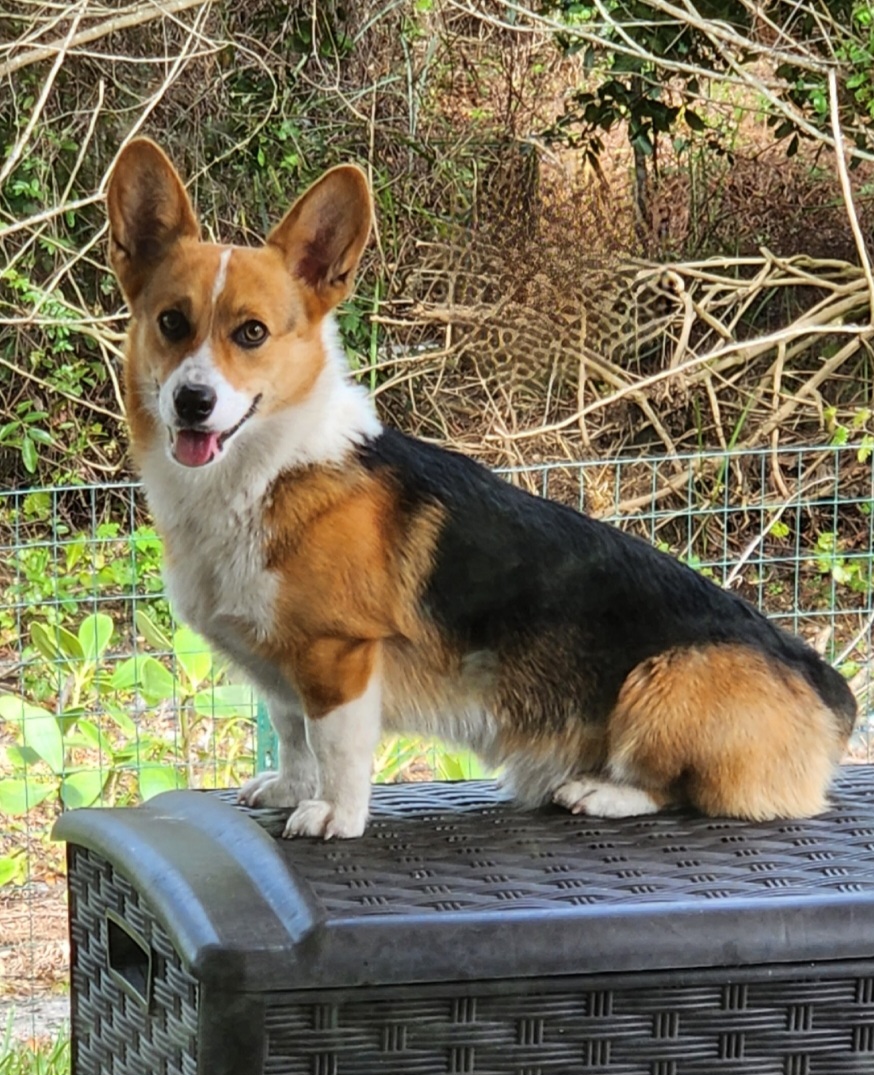 Diesel - Pembroke Welsh Corgi