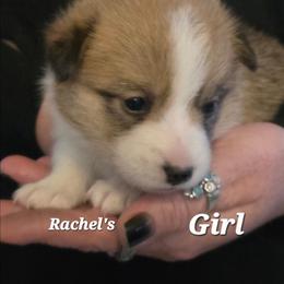 Puppy 2 - Red female Pembroke Welsh Corgi puppy in Buffalo, Wyoming from Diamond K Corgis