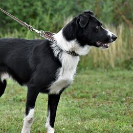 Alfalfa - Border Collie