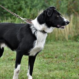Alfalfa - Border Collie