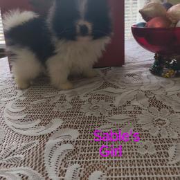 Sable's Girl - Black parti female Pomeranian puppy in Tabor City, North Carolina from Southern Palmetto Pomeranians