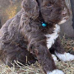 Blue - Brown male Lagotto Romagnolo puppy in Alsea, Oregon from Stan and Merrie's Lagotto Romagnolo