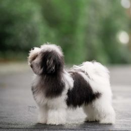 "Endearing's Turning Mistakes into Gold, Misty" Havanese Puppies from Endearing Havanese