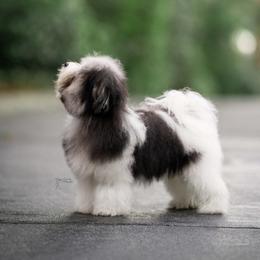 "Endearing's Turning Mistakes into Gold, Misty" Havanese Puppies from Endearing Havanese