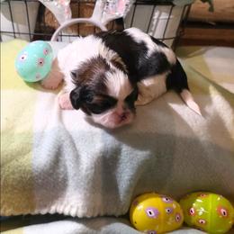 Aster - Black and white male Shih Tzu puppy in North Carolina from WillowCreek Mountain View Shih Tzu