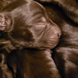 Giant Schnauzer Puppies from Valour's Giants