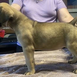 Gabby - Bullmastiff puppy in Everett, Washington from Bulwark Bullmastiffs
