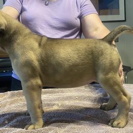 Gabby - Bullmastiff puppy in Everett, Washington from Bulwark Bullmastiffs