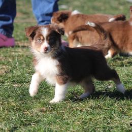 Altostratus - Red tri-color female Miniature American Shepherd puppy in Tiskilwa, Illinois from First Harmony Farms