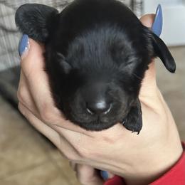 Blue Collar Mr. Bread and Butter - Black and cream male Dachshund puppy in Hutto, Texas from R.G. Dachshunds