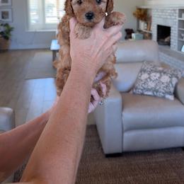 Pink collar - Apricot female Assorted Doodle Crosses puppy in Marysville, California from Dailey Doodles and Dachshunds
