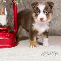 Miniature Australian Shepherd and Toy Australian Shepherd Puppies from Pistol Paws Aussies