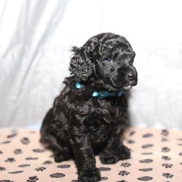 Poodle Puppies from Laminin Poodles