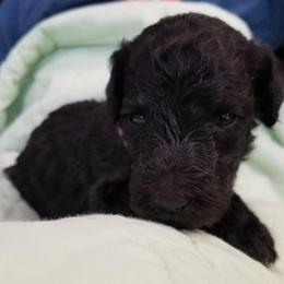 Poodle Puppies from Platinum Poodles