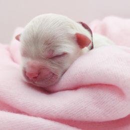 Companion Cross, Maltese, and Maltipoo Puppies from Seeking Shalom Acres Maltese, Maltipoos & Havamalts