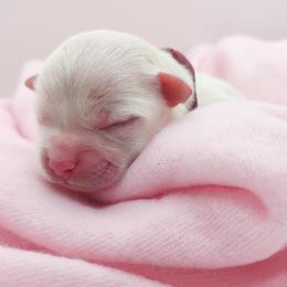 Companion Cross, Maltese, and Maltipoo Puppies from Seeking Shalom Acres Maltese, Maltipoos & Havamalts
