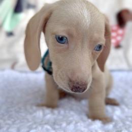 Boy 1 - Cream male Dachshund puppy in Bakersfield, California from KC Doxies