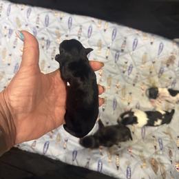 Little giant - Black male Miniature Schnauzer puppy in New Bern, North Carolina from DJS Delightful Miniature Schnauzers