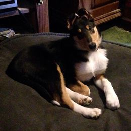 Collie Puppies from Arabella Collies
