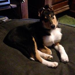 Collie Puppies from Arabella Collies