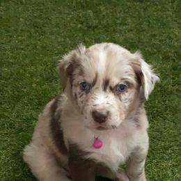 Australian Shepherd Puppies from Kent island Aussies