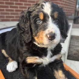 Copper - Lady Liberty Litter - male Australian Mountain Doodle puppy in Greenville, Ohio from Woodbriar Wags