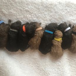 Goldendoodle and Labradoodle Puppies from Oopsie Doodles of NC