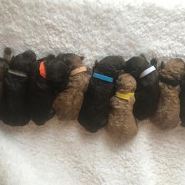 Goldendoodle and Labradoodle Puppies from Oopsie Doodles of NC