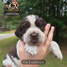 Columbus - Liver white and roan male English Springer Spaniel puppy in Ocoee, Tennessee from Ocoee Mountain Springers