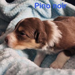 Pino noir - Red tri-color male Australian Shepherd puppy in Wrightstown, New Jersey from Hartzland Farm Australian Shepherds