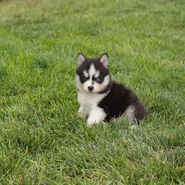 Emerald - Black and white female Pomsky puppy in Clarkston, Utah from Red Rock Ranch Breeders