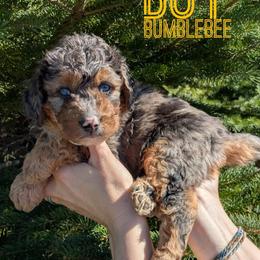 Bumblebee - Blue merle male Bernedoodle puppy in Cambridge, Minnesota from Country Meadow Doodles