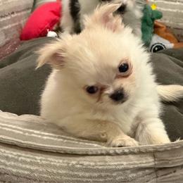 Appa - Cream male Chihuahua puppy in Williamsburg, Virginia from PAWSitive Cheeky Chihuahuas