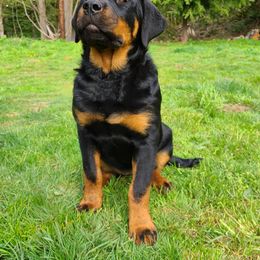 Rottweiler Puppies from Titanenheim Rottweilers